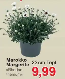 Wiglo Wunderland Marokko Margerite Angebot