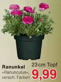 Wiglo Wunderland Ranunkel Angebot