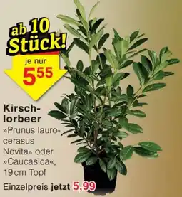 Wiglo Wunderland Kirschlorbeer Angebot