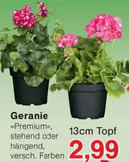 Wiglo Wunderland Geranie Angebot