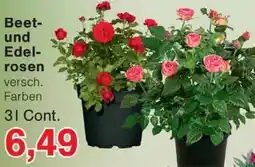Wiglo Wunderland Beet und Edelrosen Angebot