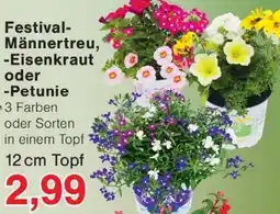 Wiglo Wunderland Festival- Männertreu, Eisenkraut oder Petunie Angebot