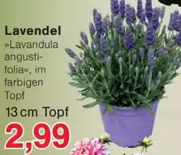 Wiglo Wunderland Lavendel Angebot