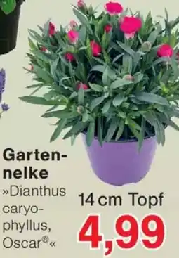 Wiglo Wunderland Gartennelke Angebot