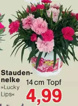 Wiglo Wunderland Staudennelke Angebot