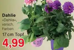 Wiglo Wunderland Dahlie Angebot