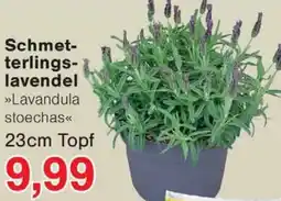 Wiglo Wunderland Schmetterlingslavendel Angebot