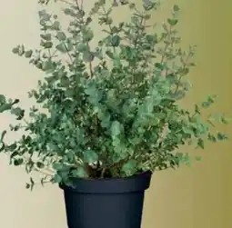 Wiglo Wunderland Eukalyptus Angebot