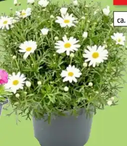 Thomas Philipps Margeritenbusch Angebot