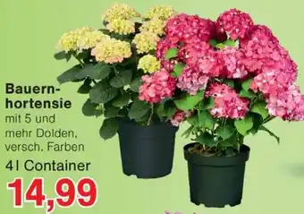 Wiglo Wunderland Bauernhortensie Angebot