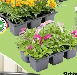 Thomas Philipps Eisbegonie Angebot