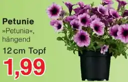 Wiglo Wunderland Petunie Angebot