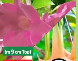 Thomas Philipps Dipladenia Angebot