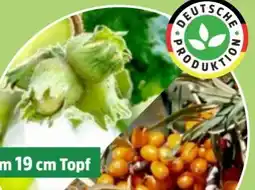 Thomas Philipps Wildobst Angebot