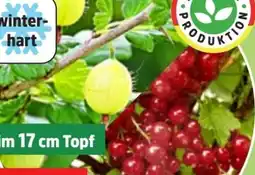 Thomas Philipps Beerenobst Busch Angebot