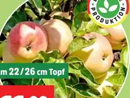 Thomas Philipps Obst-Büsche Angebot