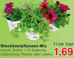 Wiglo Wunderland Steckbeetpflanzen-Mix Angebot