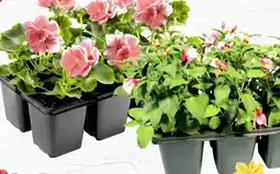 Thomas Philipps Fuchsien Angebot