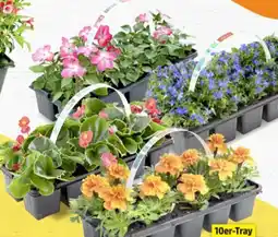 Thomas Philipps Beetwaren-Mix Angebot