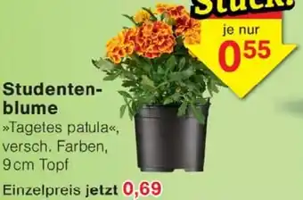 Wiglo Wunderland Studentenblume Angebot