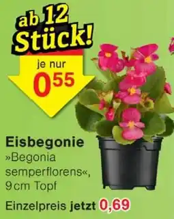 Wiglo Wunderland Eisbegonie Angebot
