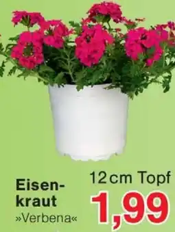 Wiglo Wunderland Eisenkraut Angebot