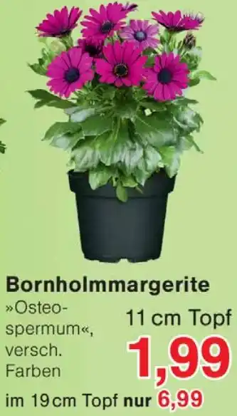 Wiglo Wunderland Bornholmmargerite Angebot