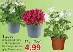 Wiglo Wunderland Staude Angebot