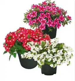 Hagebau Beetpflanzen Angebot