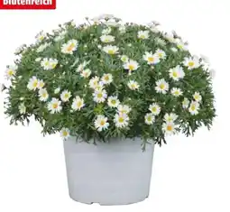 Hagebau Margeriten Busch Angebot