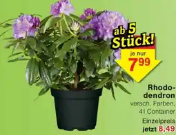 Wiglo Wunderland Rhododendron Angebot
