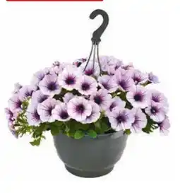 Hagebau Ampelpflanzen Angebot