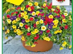 Hagebau Zauberglöckchen Trio Angebot