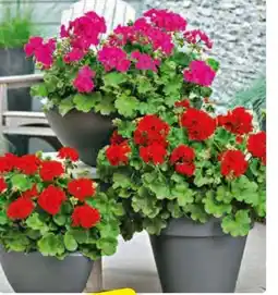 Hagebau Geranien Angebot