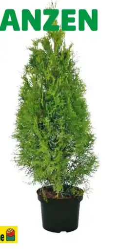 Hagebau Gartenkrone Lebensbaum Angebot