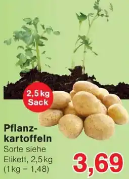 Wiglo Wunderland Pflanzkartoffeln Angebot