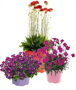 Hagebau Stauden Angebot