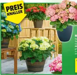 Hagebau Hortensie Angebot
