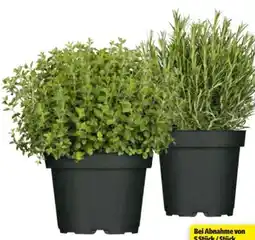 Hagebau Italienische Kräuter Angebot