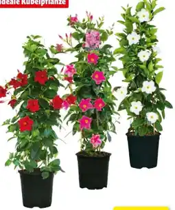 Hagebau Dipladenien-Pyramide Angebot