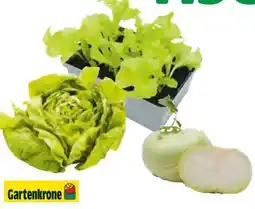 Hagebau Gartenkrone Gemüse-Jungpflanzen Angebot
