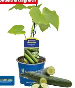 Hagebau Kiepenkerl Veredelte Gemüsepflanzen Angebot