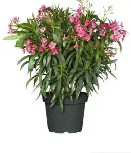Hagebau Oleander-Busch Angebot