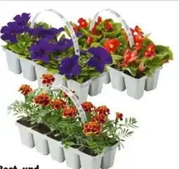 Hagebau Beet- und Balkonpflanzen Angebot