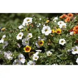 toom Baumarkt Sommerblumen-Trio Confetti Garden Angebot