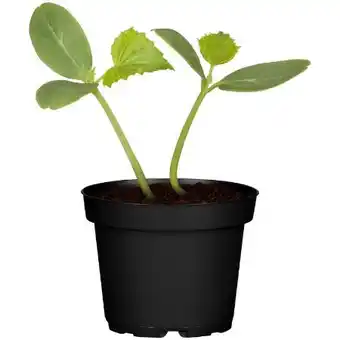 toom Baumarkt Zucchini-Gurken-Mix Angebot