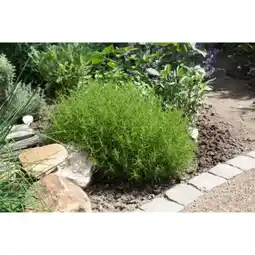 toom Baumarkt Blu Kräuter Bio-Kräuter Angebot