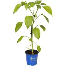 toom Baumarkt Mini-Snack Paprika Angebot