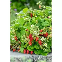 toom Baumarkt Erdbeeren-Pflanzen Angebot