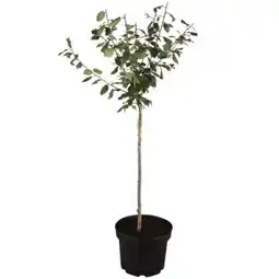 toom Baumarkt Naturtalent Obstbäume Angebot